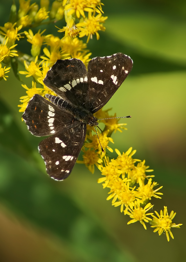 Pestrokrylnitsa flüchtigen