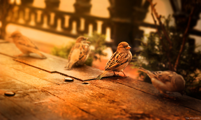 Traf seine gefiederten Freunde