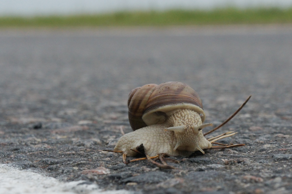 Schnecke