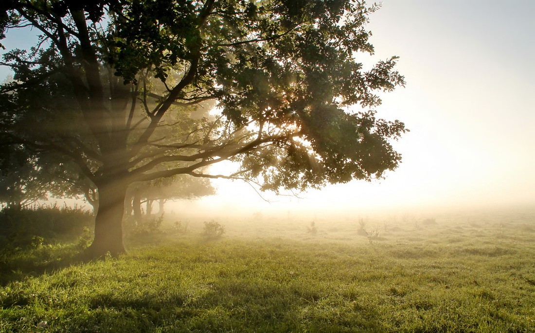 In den dichten Nebel