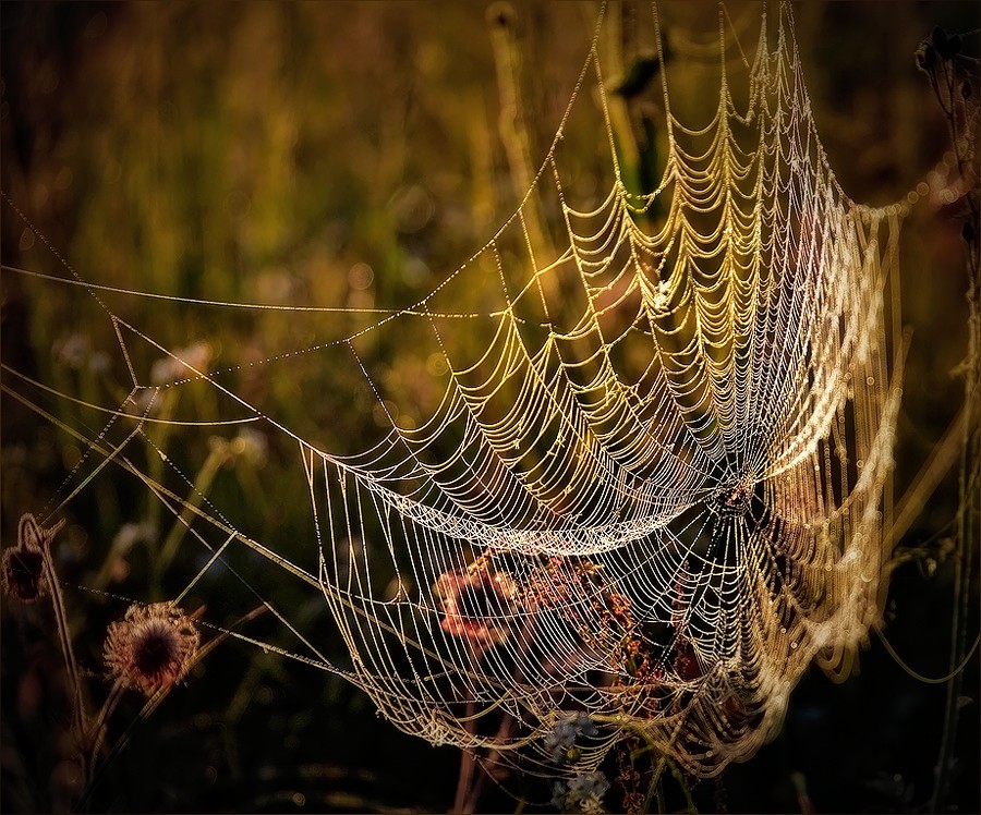 Pautinovy ​​Morgengrauen