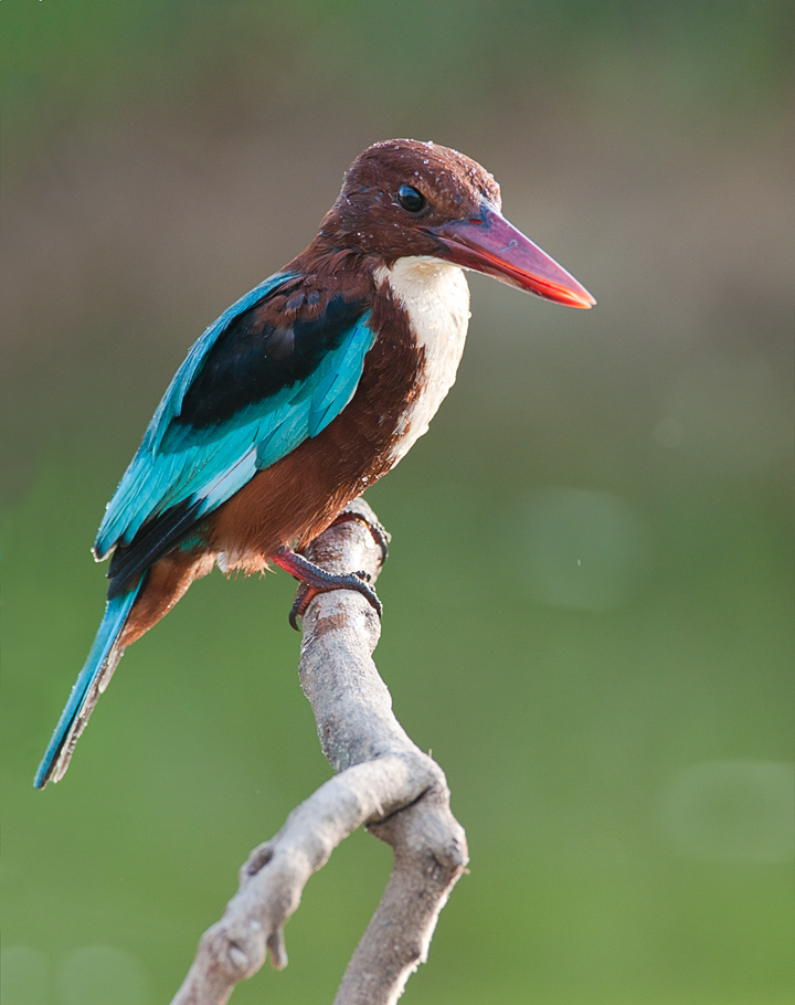 Krasnoklyuvaya Alcyone