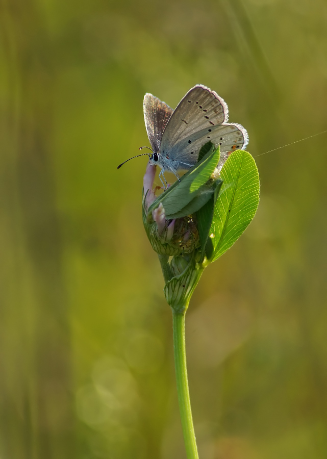 Short-tailed blues
