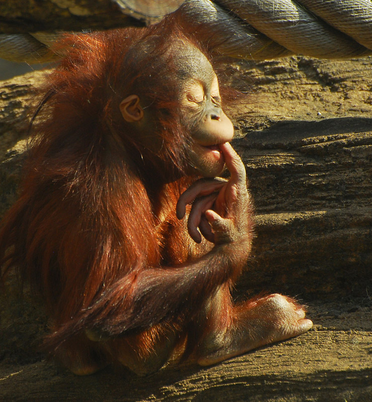 Ich träume von den Meeren und Korallen ...