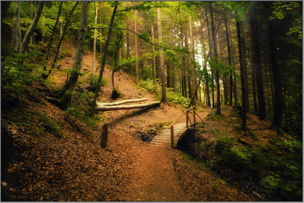 Carpathian Forest ......