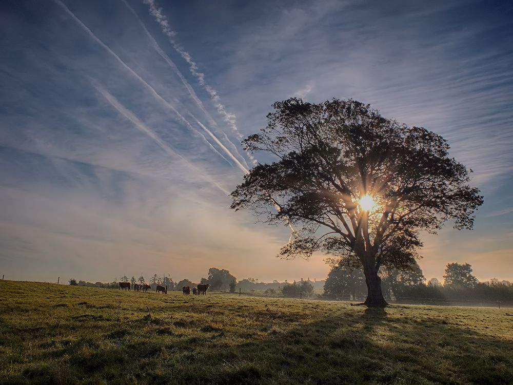 Die Schlitze ... Crohn ...