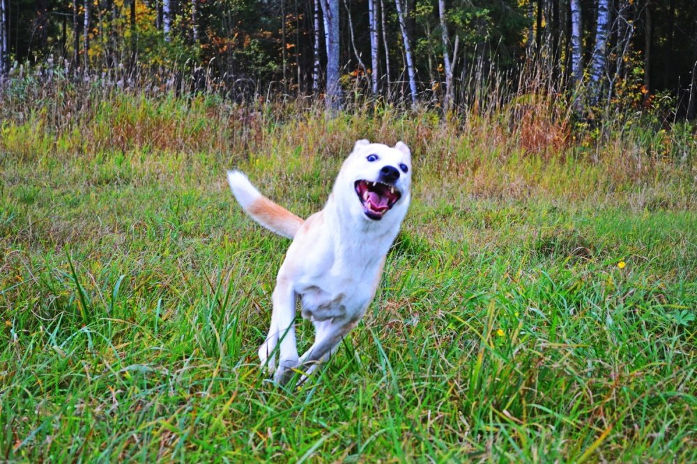 Aah ... für mich die Maus jagt!