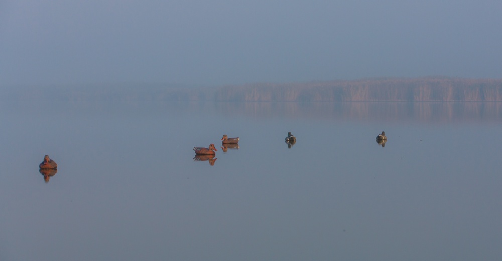Die Eröffnung der Jagd