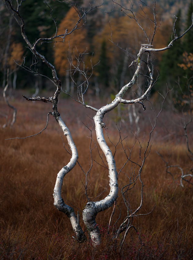 Weibliche Silhouette / Psaltery
