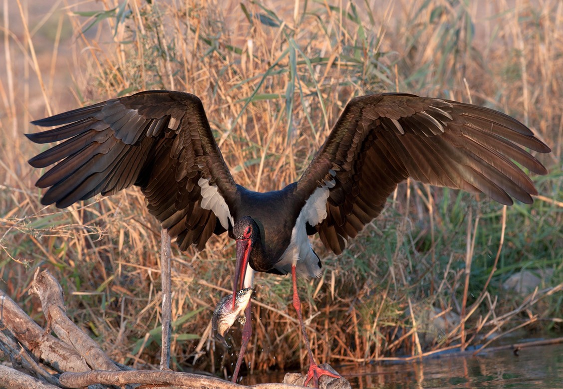 Black Stork
