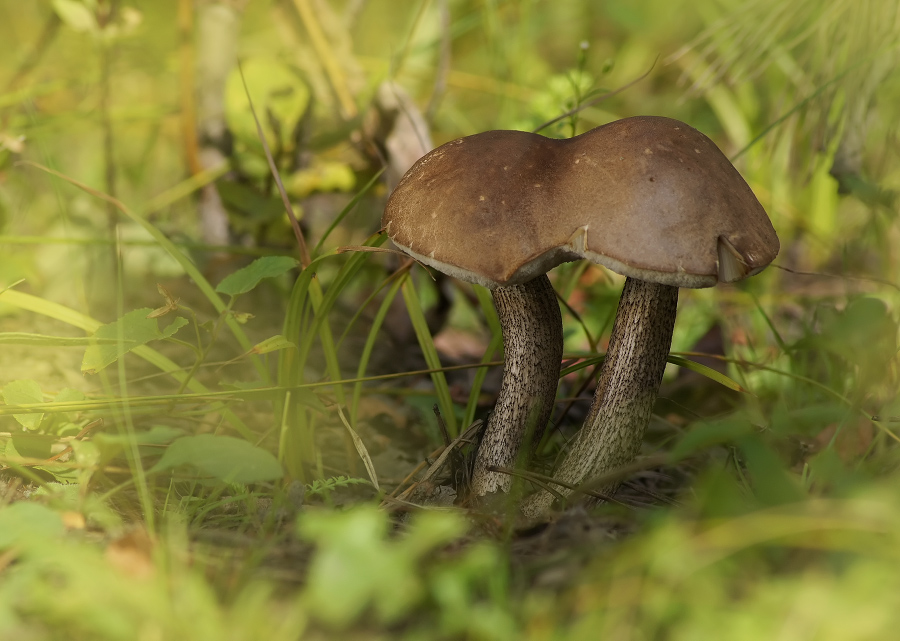 Siamesische Zwillinge