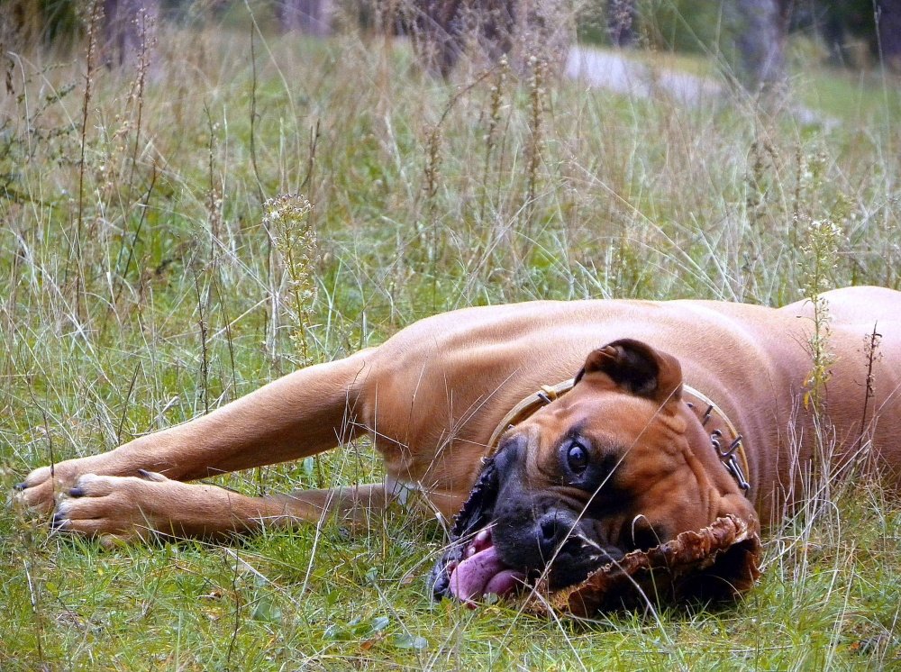 Löwe auf der Sonnenblume
