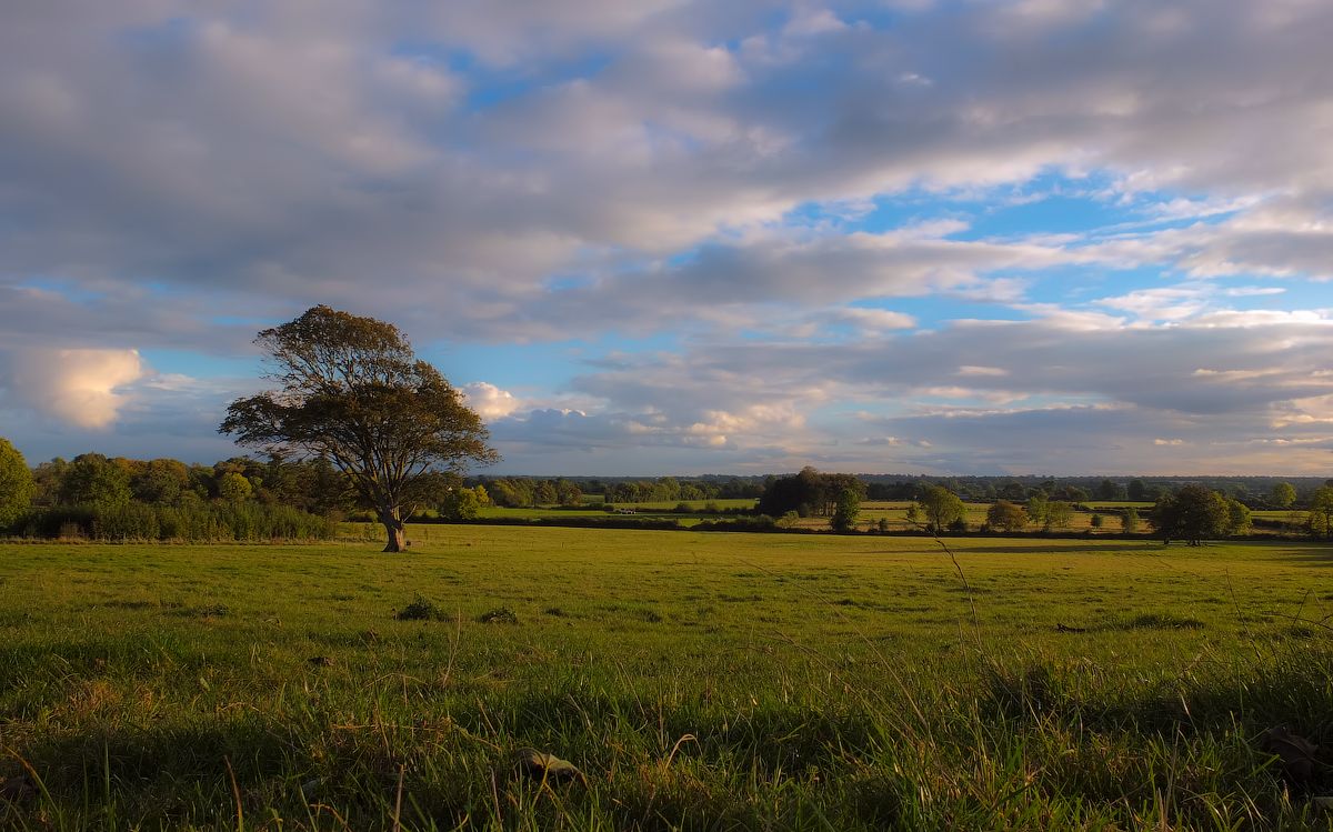 ABEND ... - Wiese ...