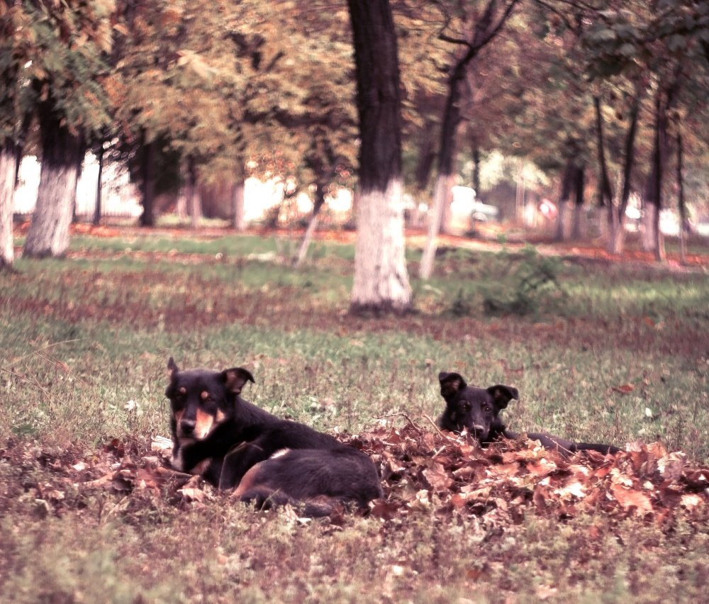 Herbst Traurigkeit ..