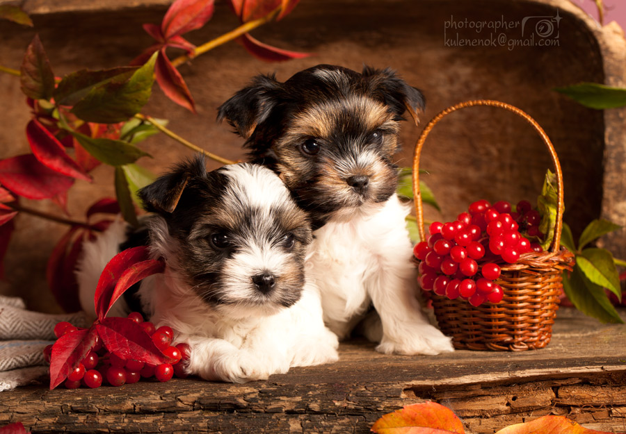 Biveryata (Welpen Beaver York)