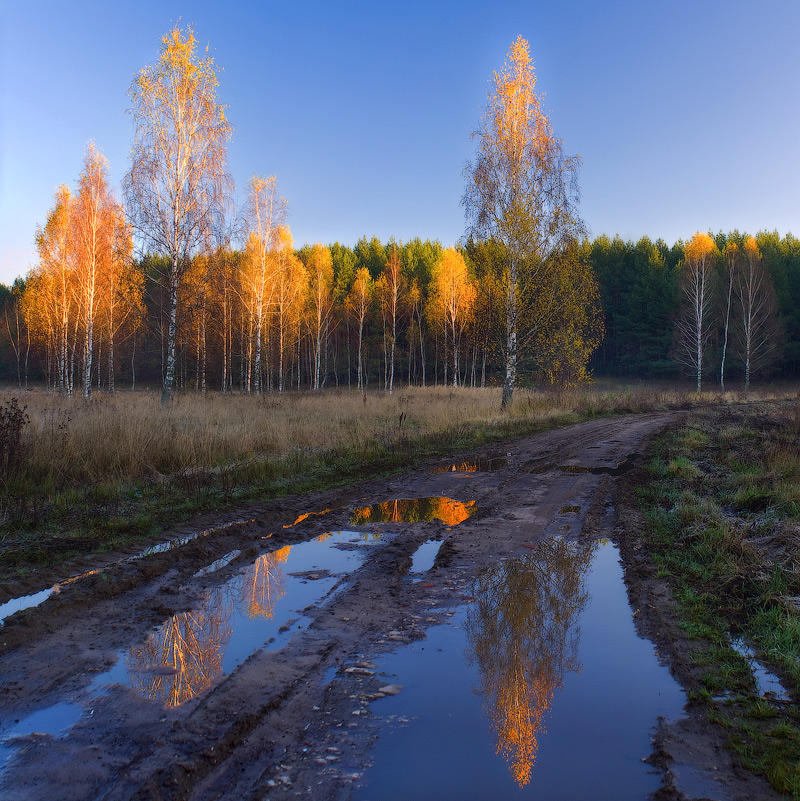 Streichelte die Wipfel der Bäume