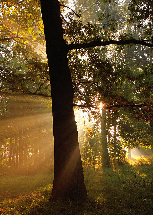 Morning in Beech Grove