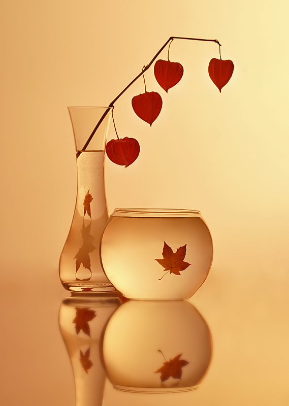 Maple Leaf Herbstnacht