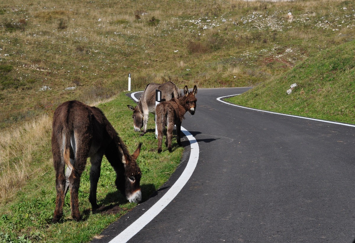 Esel auf dem Weg zum Monte Baldo