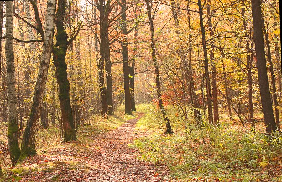 Autumn path.