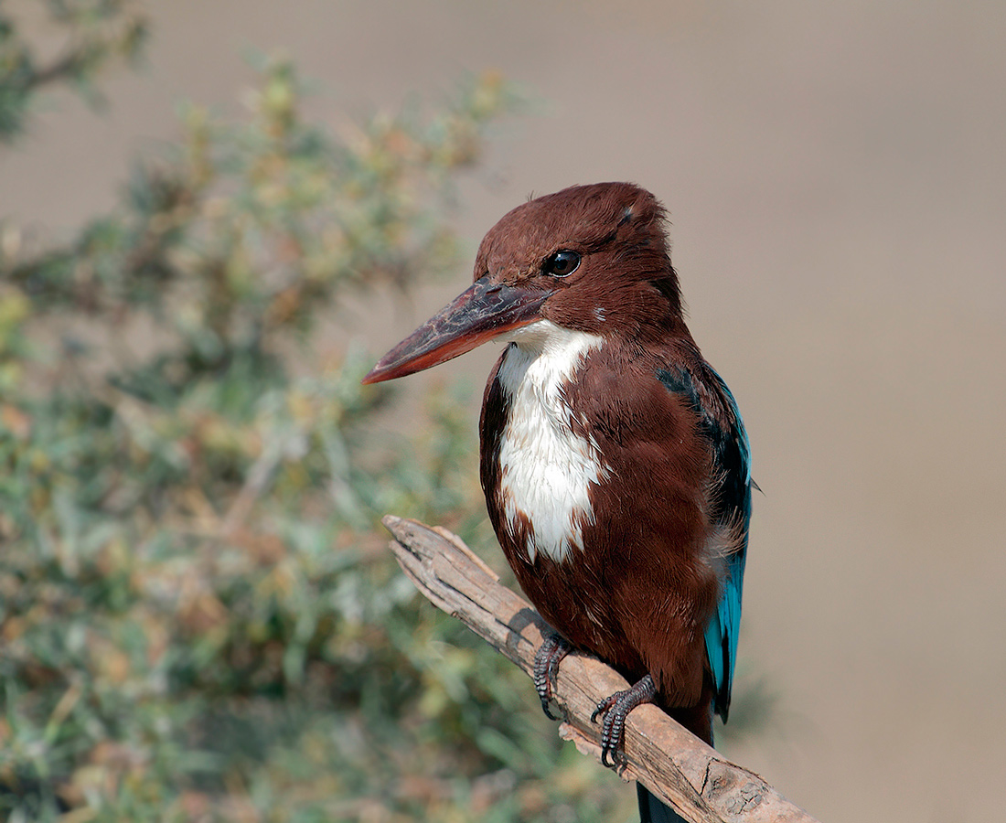 Alcyone krasnoklyuvaya