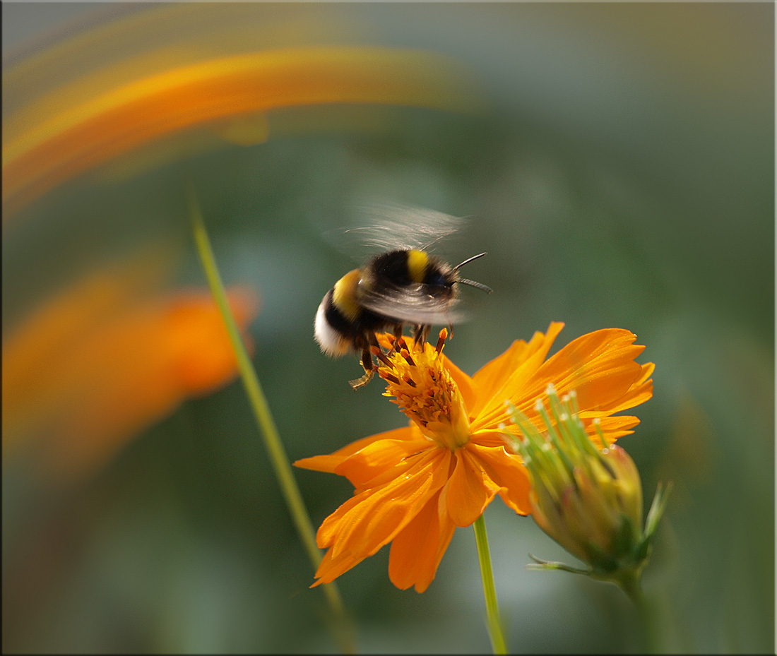 Natürliche Hubschrauber
