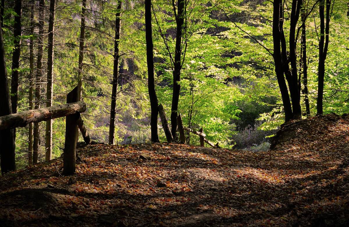 Tyudovsky forest # 2