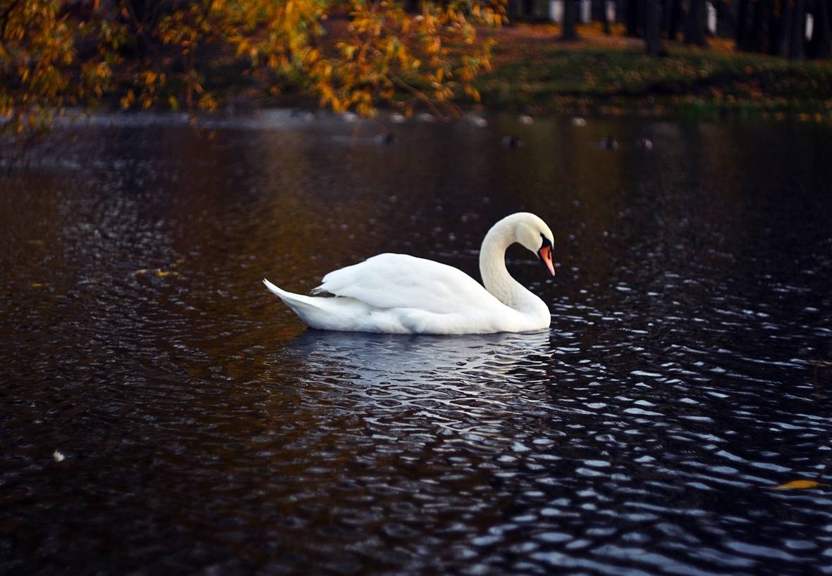 Autumn Swan