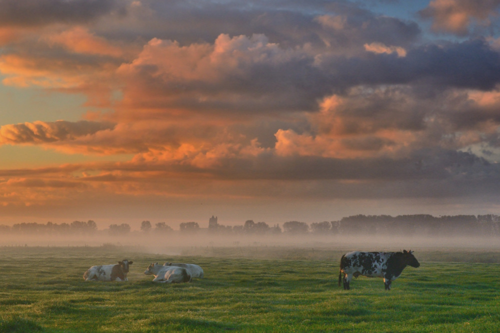 Colors of the morning.