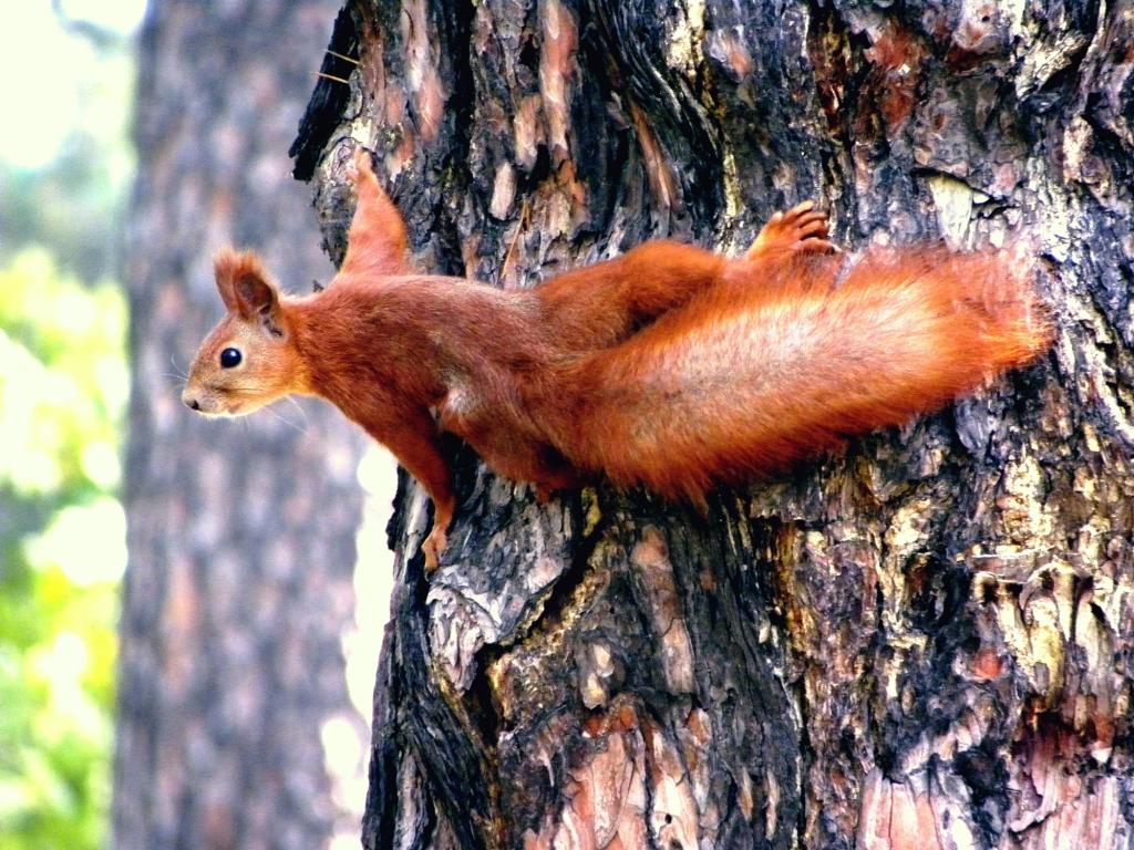 Ich kann fliegende Eichhörnchen, huh?