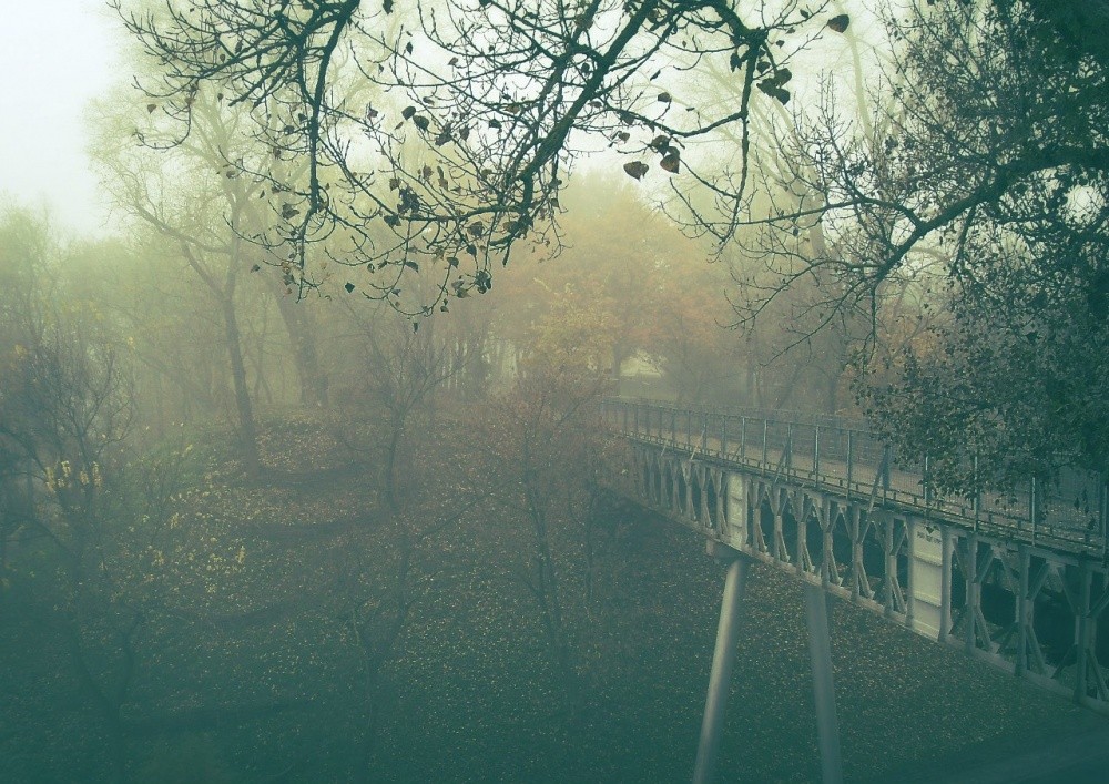 Fog in Park_1