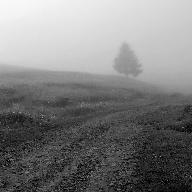 Dormant im Nebel einsam fir ...