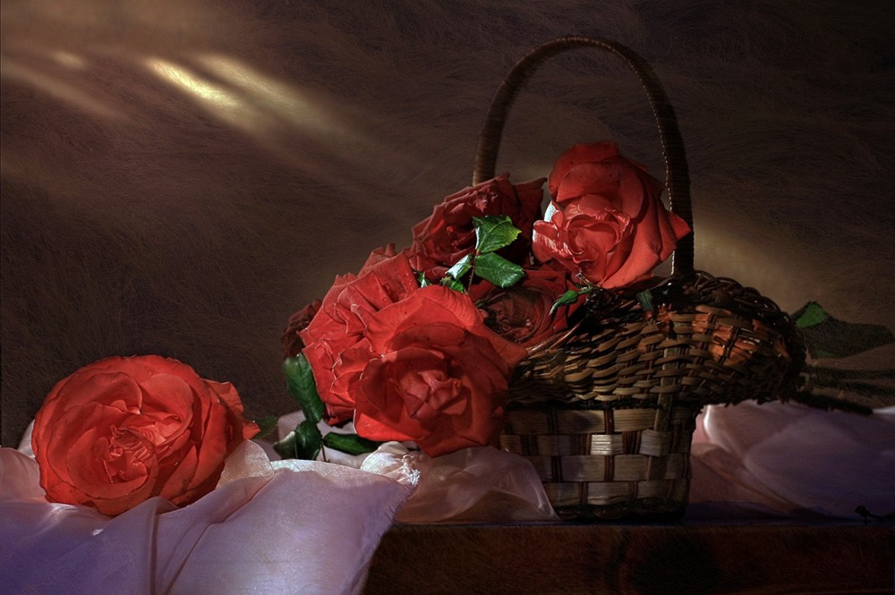 Evening with roses