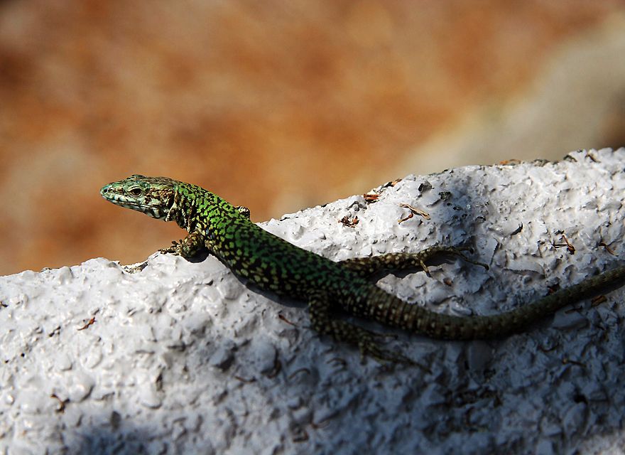 Hüter der Schätze des Urals