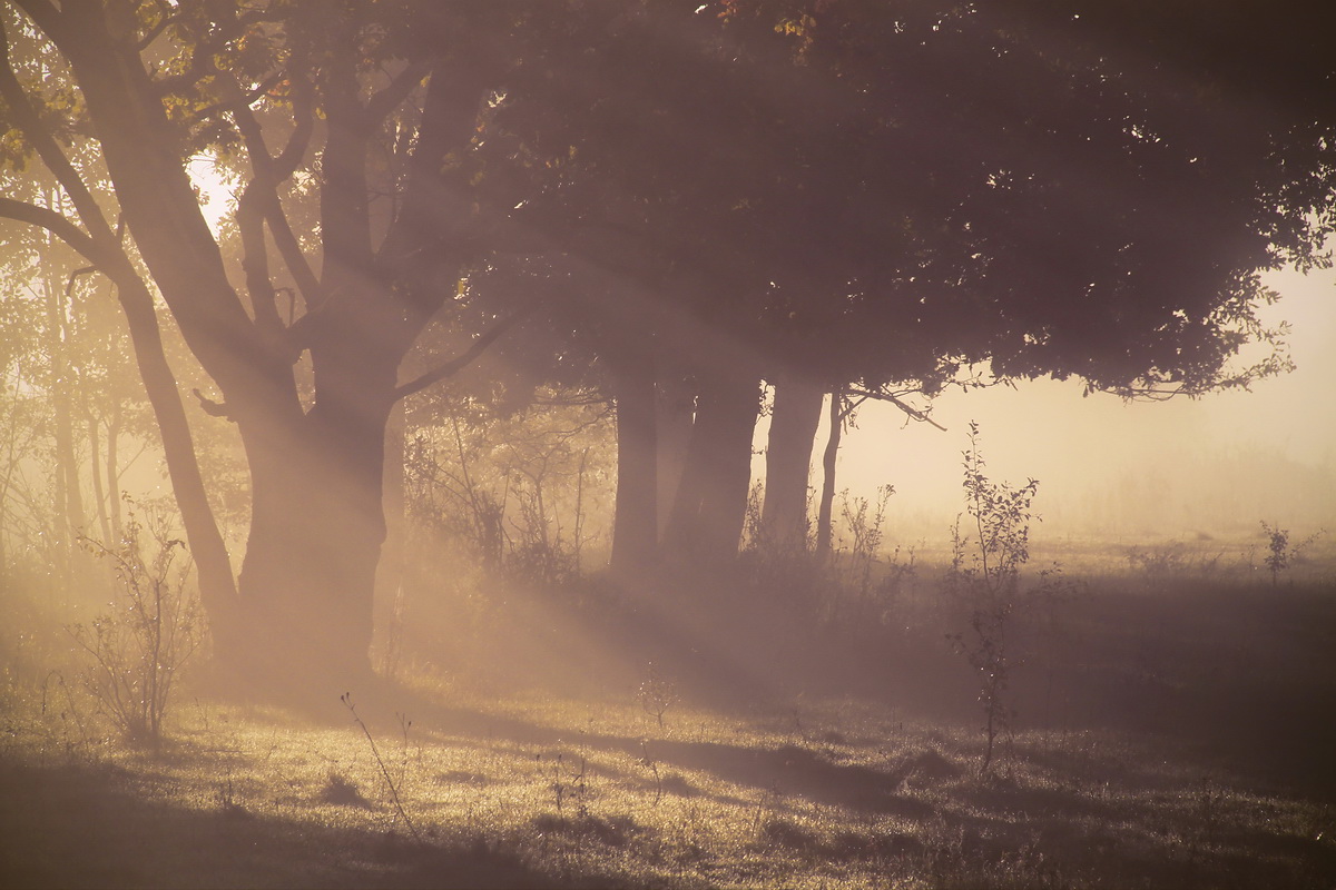 Nebliger Morgen