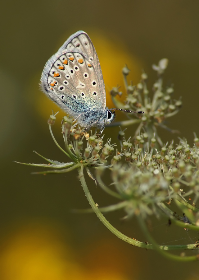 Kupfer-Schmetterling