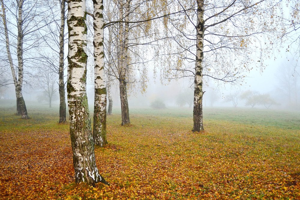 Auf dem Teppich von gelben Blätter ...