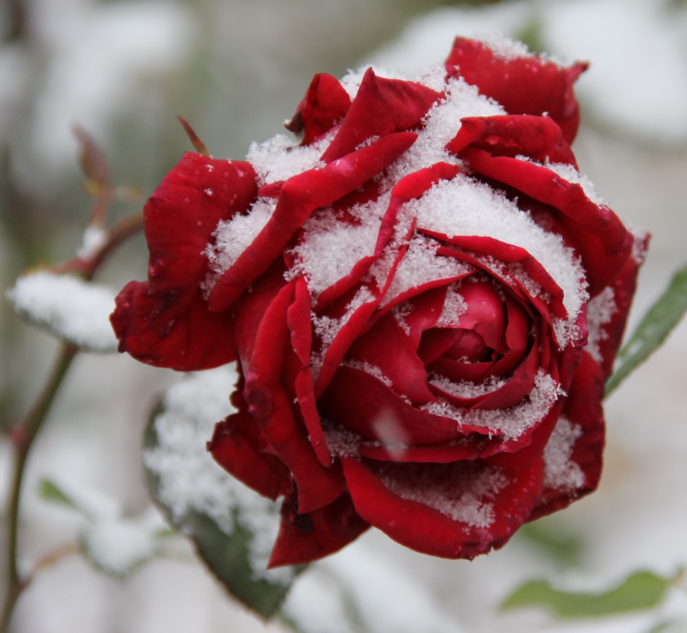 Winter rose