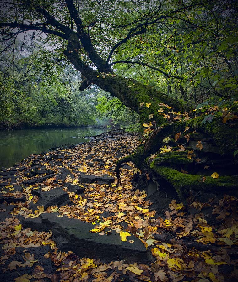 Oh, Ahornblätter! Sie übergeben Vogel Flügel Verbrennung.