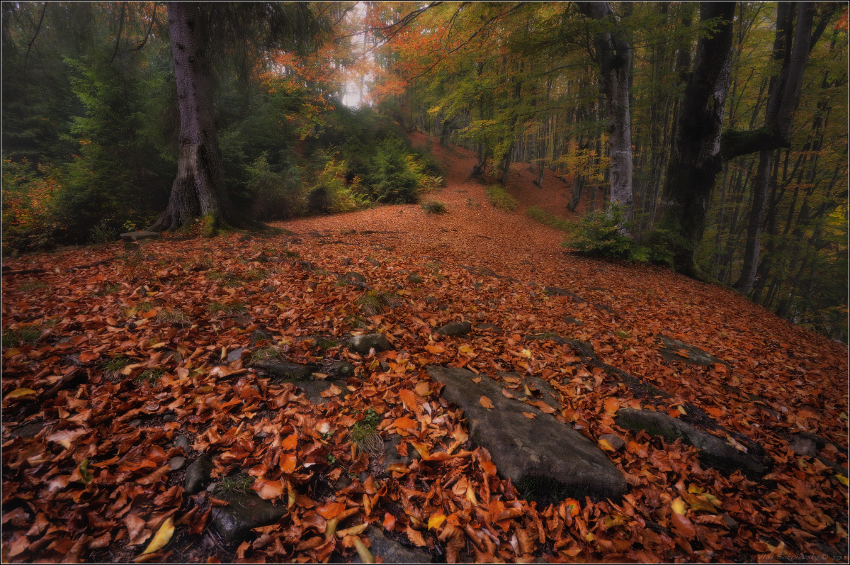 / Fragment eines herbstlichen Wald-I /