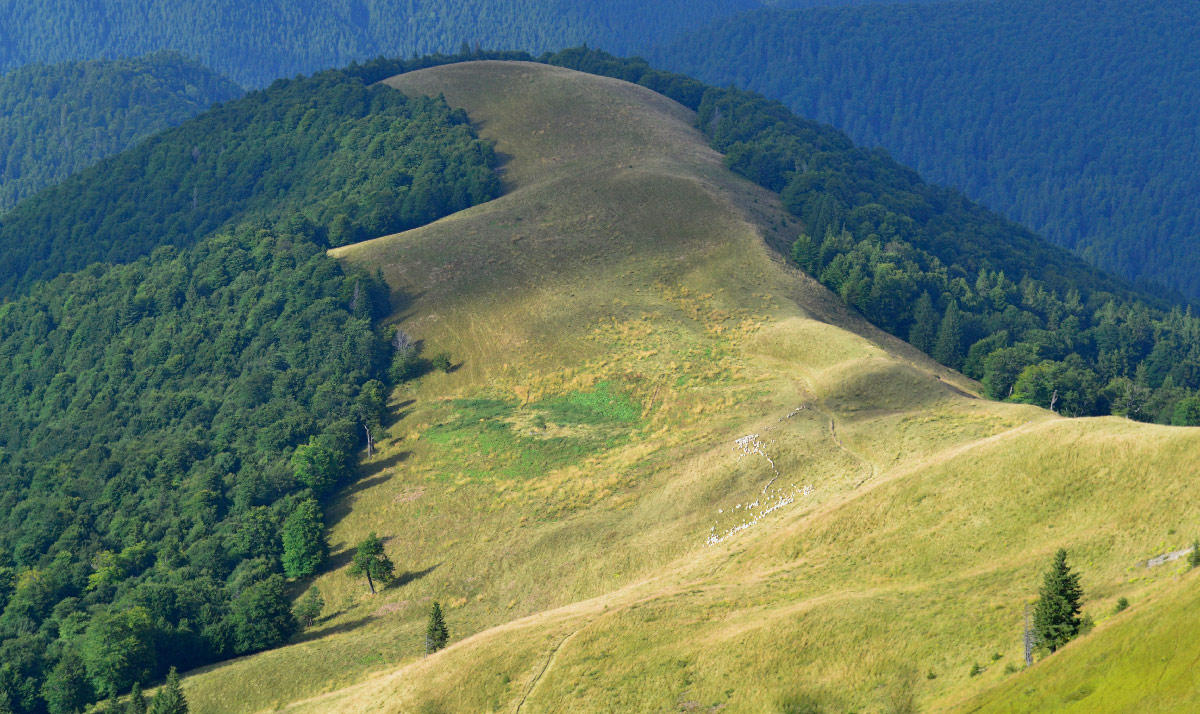 Eine Herde von Schafen.
