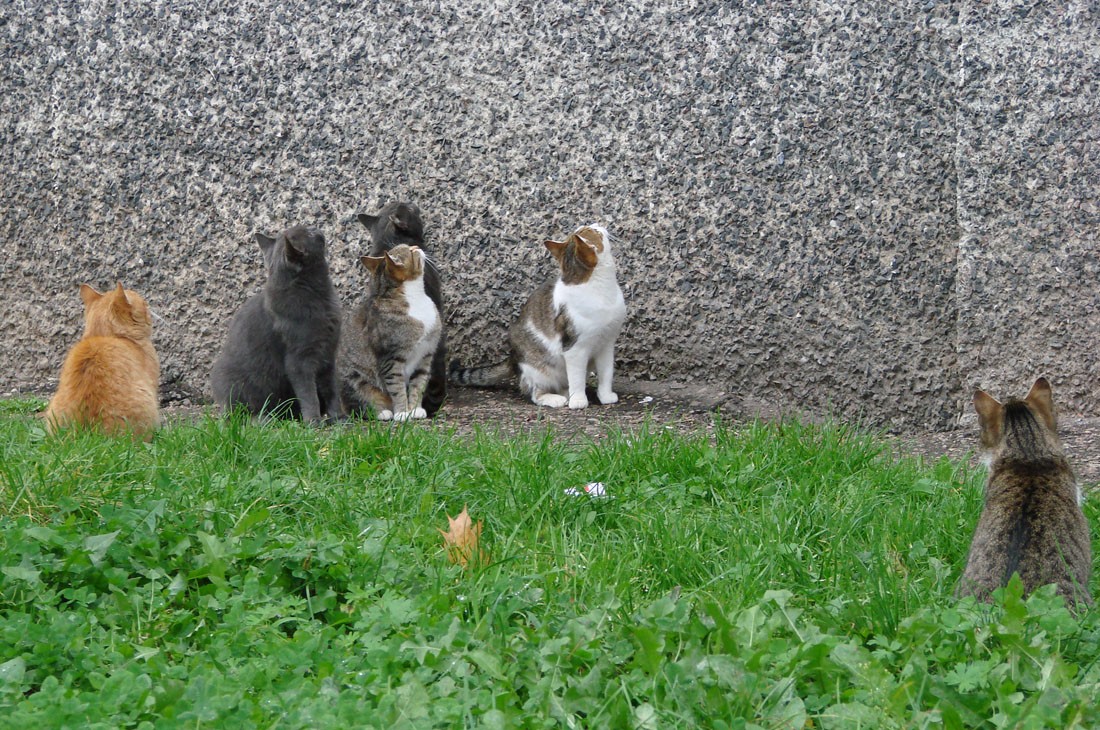 Wie wäre es mit Abendessen?