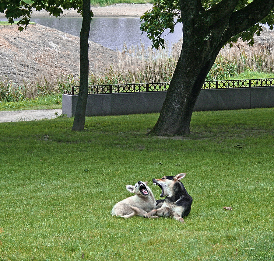 "Wie schön Abend in Russland-ah-ah-ah-ah ..."