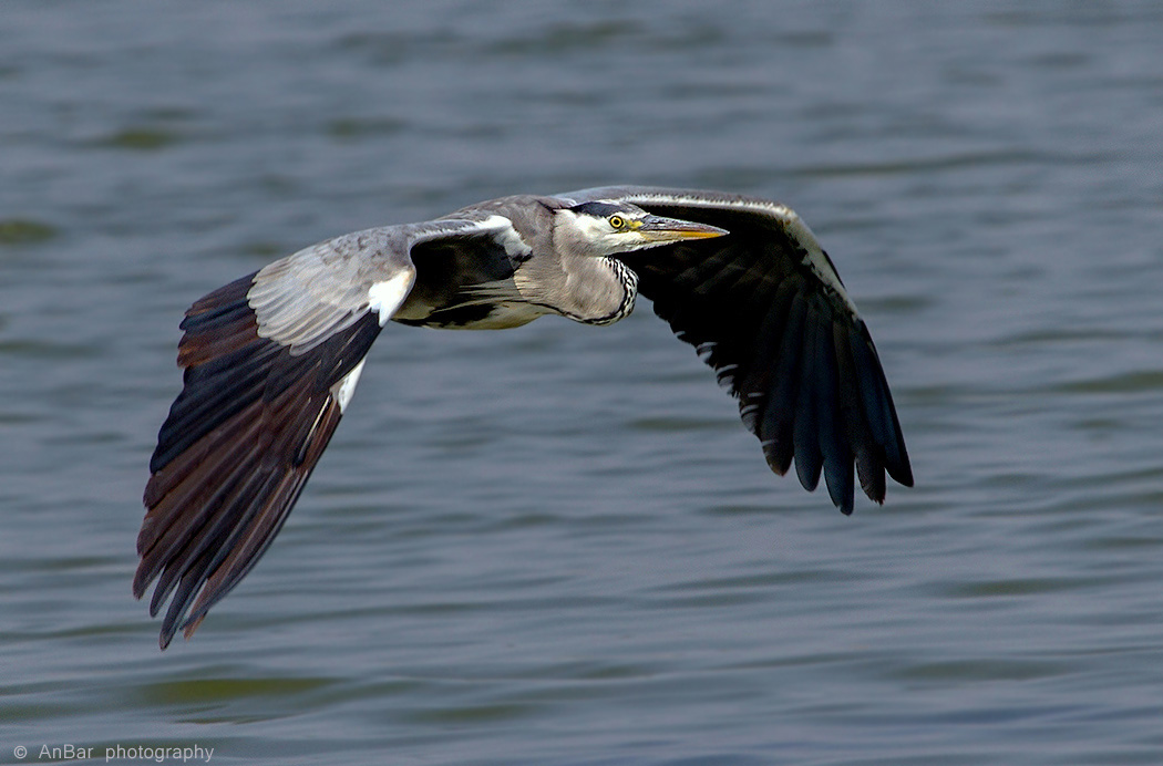Oberhalb der Wasseroberfläche
