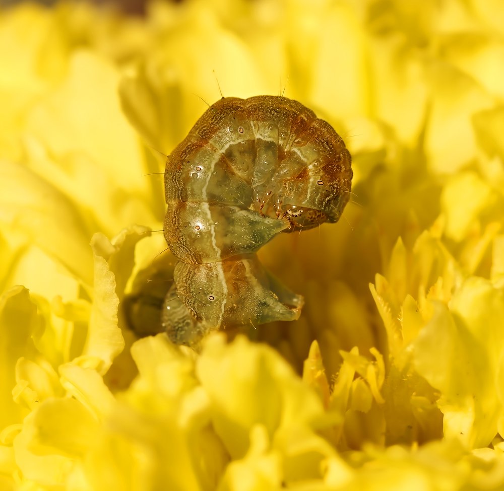 In der Wiege der Blume