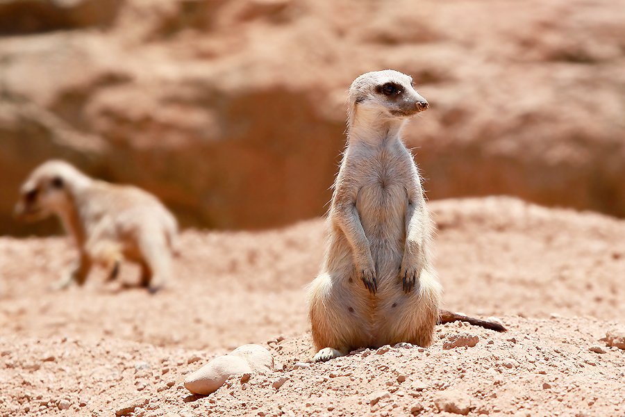 Meerkats