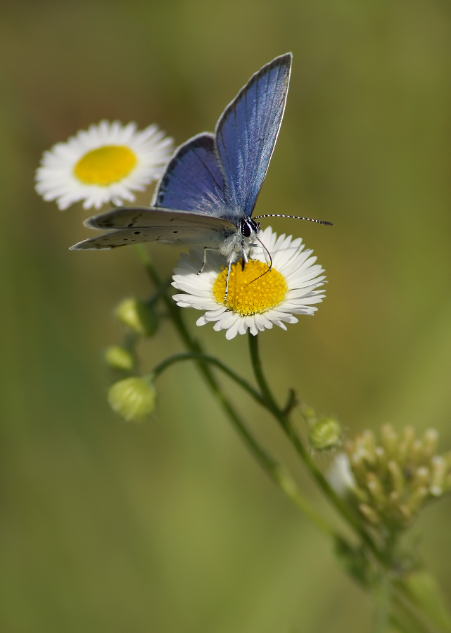 Short-tailed blues