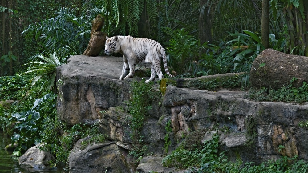 White Tiger