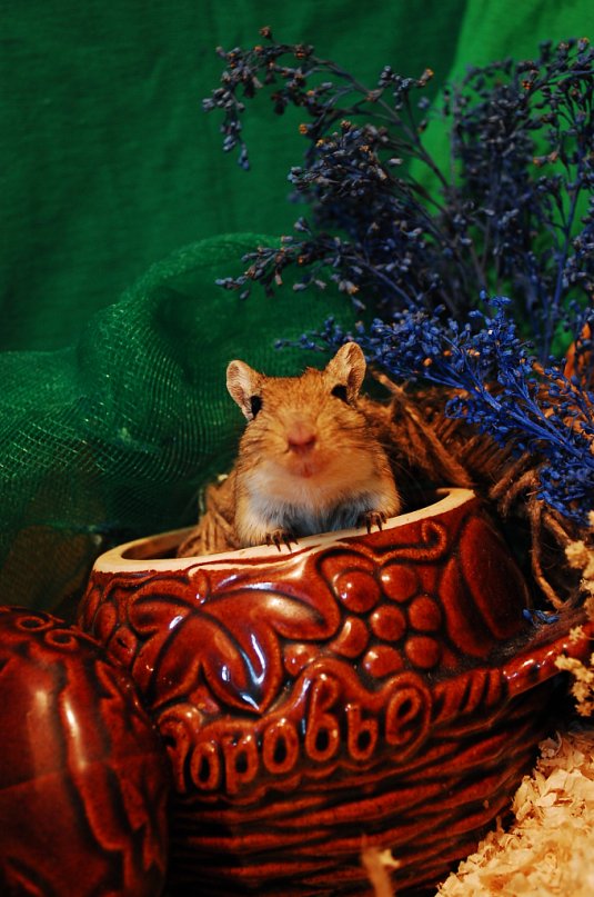 UPDATE Wüstenrennmaus