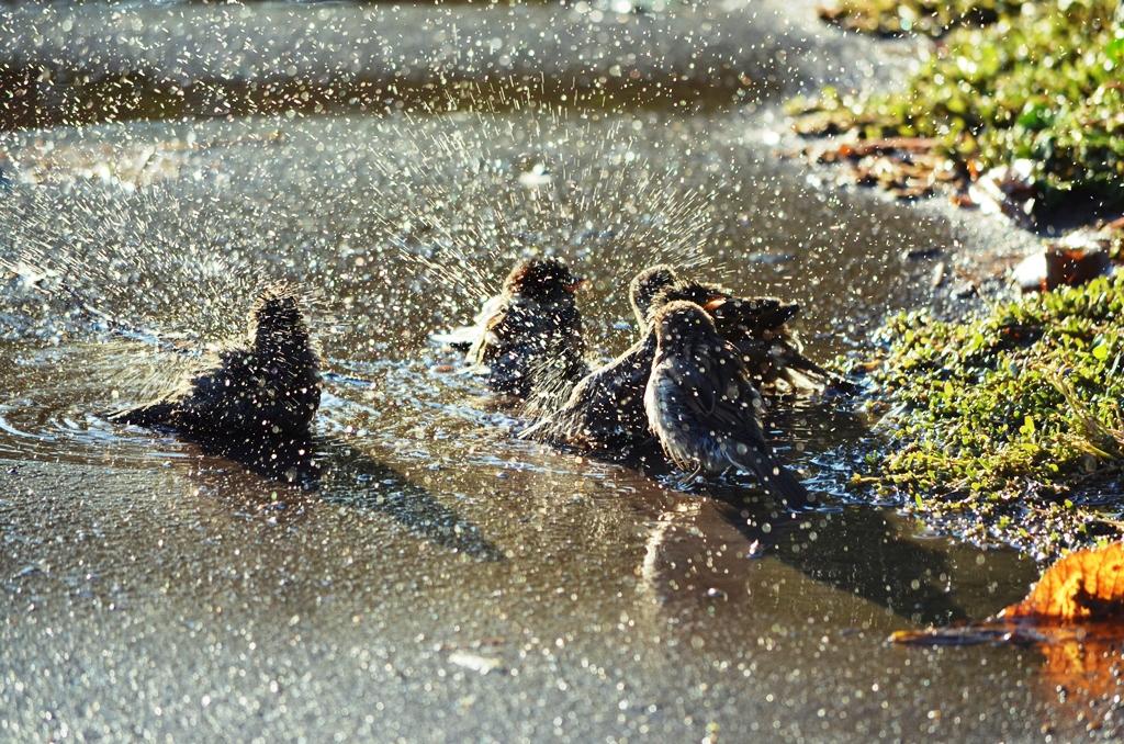Sparrows begeistern Herbst